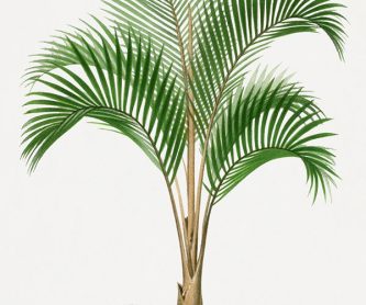 palm-tree-one